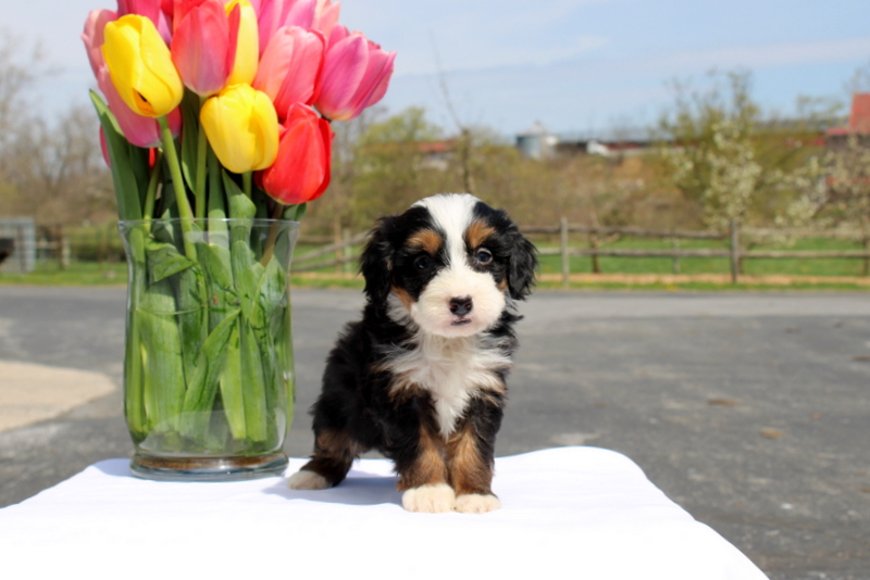 puppy, for, sale, Mini Bernedoodle F2, Matthew B. Stoltzfus, dog, breeder, Gap, PA, dog-breeder, puppy-for-sale, forsale, nearby, find, puppyfind, locator, puppylocator, aca